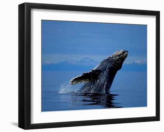 Breaching Humpback Whale, Inside Passage, Southeast Alaska, USA-Stuart Westmoreland-Framed Photographic Print