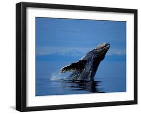 Breaching Humpback Whale, Inside Passage, Southeast Alaska, USA-Stuart Westmoreland-Framed Photographic Print