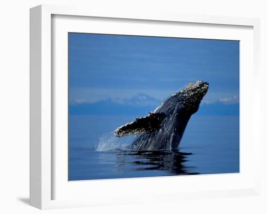 Breaching Humpback Whale, Inside Passage, Southeast Alaska, USA-Stuart Westmoreland-Framed Photographic Print