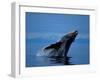 Breaching Humpback Whale, Inside Passage, Southeast Alaska, USA-Stuart Westmoreland-Framed Photographic Print