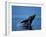 Breaching Humpback Whale, Inside Passage, Southeast Alaska, USA-Stuart Westmoreland-Framed Photographic Print