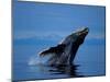 Breaching Humpback Whale, Inside Passage, Southeast Alaska, USA-Stuart Westmoreland-Mounted Photographic Print