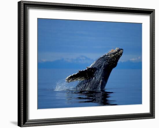 Breaching Humpback Whale, Inside Passage, Southeast Alaska, USA-Stuart Westmoreland-Framed Photographic Print