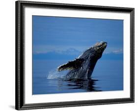 Breaching Humpback Whale, Inside Passage, Southeast Alaska, USA-Stuart Westmoreland-Framed Photographic Print