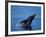 Breaching Humpback Whale, Inside Passage, Southeast Alaska, USA-Stuart Westmoreland-Framed Photographic Print