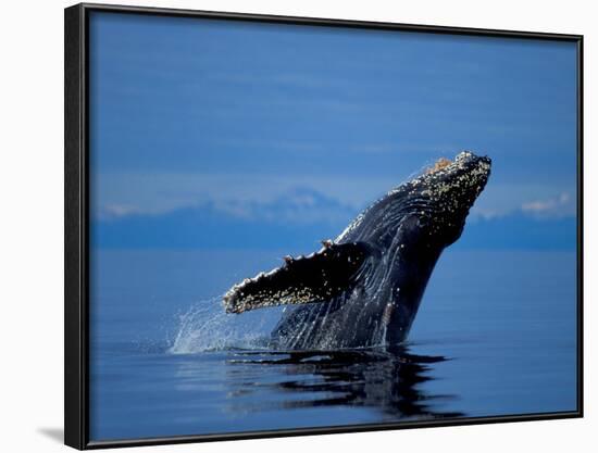 Breaching Humpback Whale, Inside Passage, Southeast Alaska, USA-Stuart Westmoreland-Framed Photographic Print