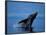 Breaching Humpback Whale, Inside Passage, Southeast Alaska, USA-Stuart Westmoreland-Framed Photographic Print