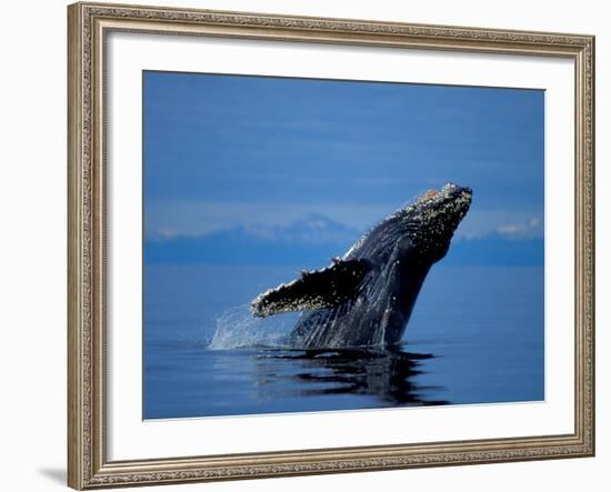 Breaching Humpback Whale, Inside Passage, Southeast Alaska, USA-Stuart Westmoreland-Framed Photographic Print