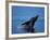 Breaching Humpback Whale, Inside Passage, Southeast Alaska, USA-Stuart Westmoreland-Framed Photographic Print