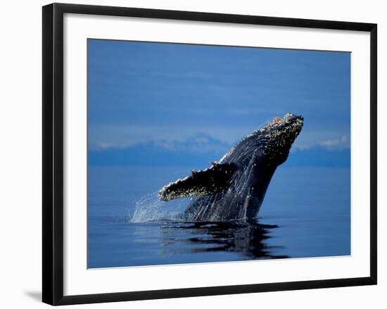 Breaching Humpback Whale, Inside Passage, Southeast Alaska, USA-Stuart Westmoreland-Framed Photographic Print