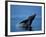 Breaching Humpback Whale, Inside Passage, Southeast Alaska, USA-Stuart Westmoreland-Framed Photographic Print