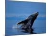 Breaching Humpback Whale, Inside Passage, Southeast Alaska, USA-Stuart Westmoreland-Mounted Photographic Print