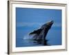 Breaching Humpback Whale, Inside Passage, Southeast Alaska, USA-Stuart Westmoreland-Framed Photographic Print