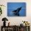 Breaching Humpback Whale, Inside Passage, Southeast Alaska, USA-Stuart Westmoreland-Photographic Print displayed on a wall