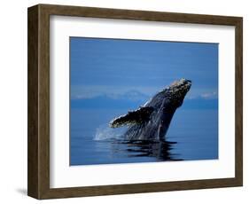 Breaching Humpback Whale, Inside Passage, Southeast Alaska, USA-Stuart Westmoreland-Framed Photographic Print