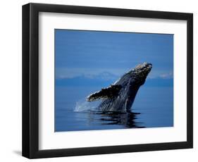 Breaching Humpback Whale, Inside Passage, Southeast Alaska, USA-Stuart Westmoreland-Framed Photographic Print