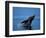 Breaching Humpback Whale, Inside Passage, Southeast Alaska, USA-Stuart Westmoreland-Framed Photographic Print