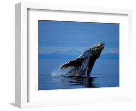 Breaching Humpback Whale, Inside Passage, Southeast Alaska, USA-Stuart Westmoreland-Framed Photographic Print