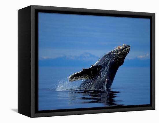 Breaching Humpback Whale, Inside Passage, Southeast Alaska, USA-Stuart Westmoreland-Framed Stretched Canvas