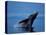 Breaching Humpback Whale, Inside Passage, Southeast Alaska, USA-Stuart Westmoreland-Stretched Canvas