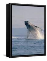 Breaching Humpback Whale-Stuart Westmorland-Framed Stretched Canvas