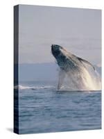 Breaching Humpback Whale-Stuart Westmorland-Stretched Canvas