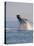 Breaching Humpback Whale-Stuart Westmorland-Stretched Canvas