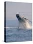 Breaching Humpback Whale-Stuart Westmorland-Stretched Canvas