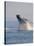 Breaching Humpback Whale-Stuart Westmorland-Stretched Canvas