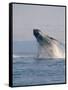 Breaching Humpback Whale-Stuart Westmorland-Framed Stretched Canvas