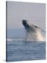 Breaching Humpback Whale-Stuart Westmorland-Stretched Canvas