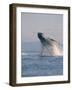 Breaching Humpback Whale-Stuart Westmorland-Framed Photographic Print