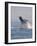 Breaching Humpback Whale-Stuart Westmorland-Framed Photographic Print