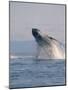 Breaching Humpback Whale-Stuart Westmorland-Mounted Photographic Print