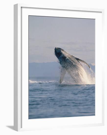 Breaching Humpback Whale-Stuart Westmorland-Framed Photographic Print