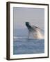 Breaching Humpback Whale-Stuart Westmorland-Framed Photographic Print