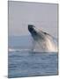 Breaching Humpback Whale-Stuart Westmorland-Mounted Photographic Print