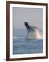 Breaching Humpback Whale-Stuart Westmorland-Framed Photographic Print