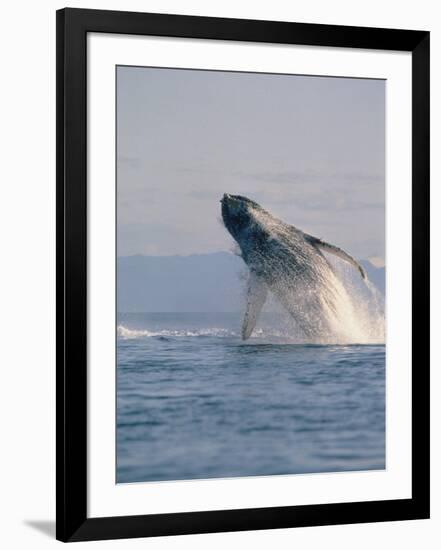 Breaching Humpback Whale-Stuart Westmorland-Framed Photographic Print