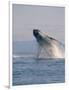 Breaching Humpback Whale-Stuart Westmorland-Framed Photographic Print