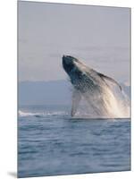 Breaching Humpback Whale-Stuart Westmorland-Mounted Photographic Print