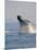 Breaching Humpback Whale-Stuart Westmorland-Mounted Photographic Print