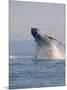 Breaching Humpback Whale-Stuart Westmorland-Mounted Photographic Print