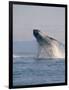 Breaching Humpback Whale-Stuart Westmorland-Framed Photographic Print