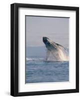 Breaching Humpback Whale-Stuart Westmorland-Framed Premium Photographic Print