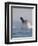 Breaching Humpback Whale-Stuart Westmorland-Framed Premium Photographic Print