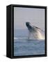 Breaching Humpback Whale-Stuart Westmorland-Framed Stretched Canvas