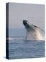 Breaching Humpback Whale-Stuart Westmorland-Stretched Canvas