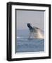 Breaching Humpback Whale-Stuart Westmorland-Framed Photographic Print