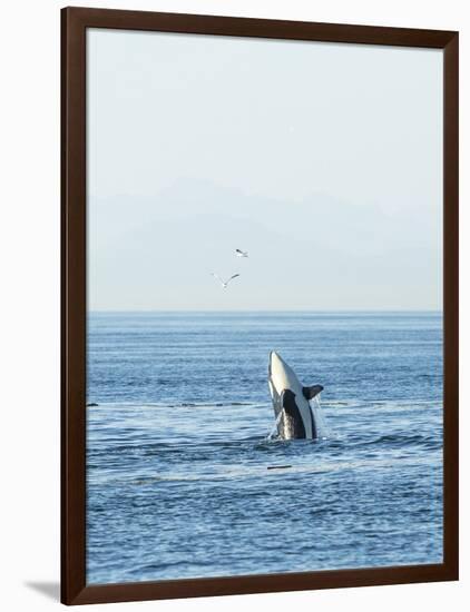 Breaching Orca at Boundary Pass, border between British Columbia Gulf Islands Canada and San Juan I-Stuart Westmorland-Framed Photographic Print